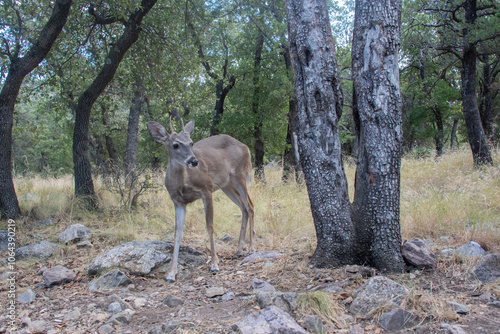 Coues White-tailed Deer (Odocoileus virginianus couesi)