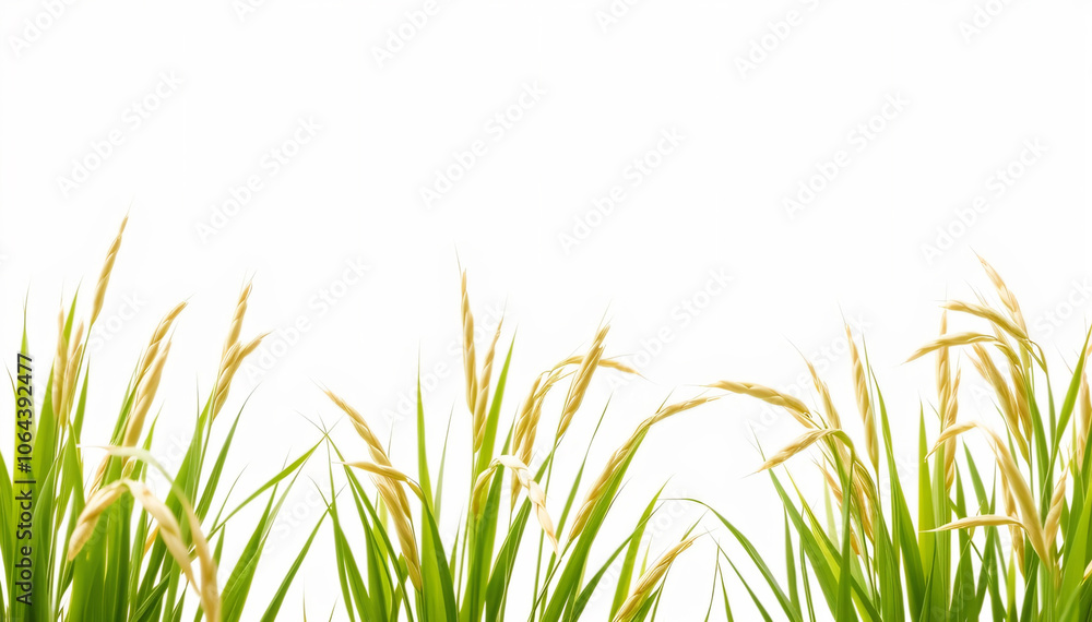rice field isolated on white background rice field isolated on white background