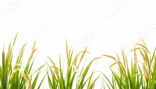 rice field isolated on white background
