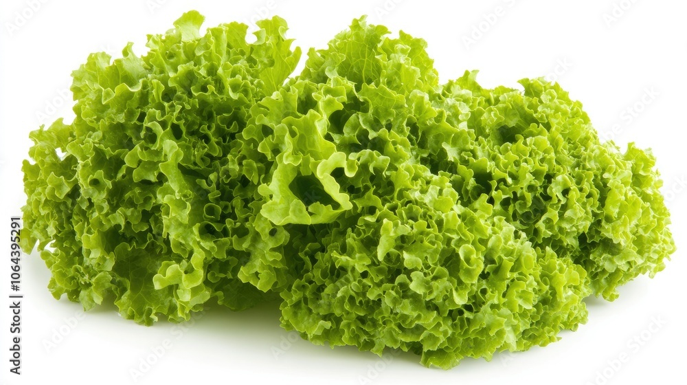 Fresh Green Lettuce Cluster on White Background Fresh Green Lettuce Cluster on White Background