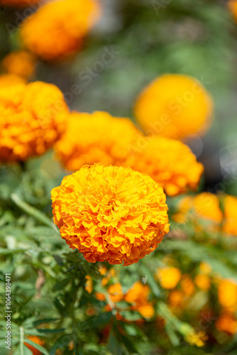 Vibrant Marigold Flowers for Day of the Dead Celebration in Mexico photo