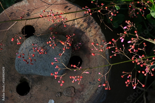 秋の風情ハゼランの実 photo