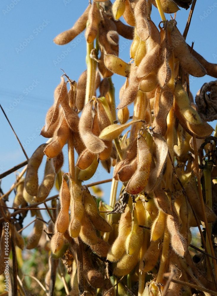 収穫前の大豆 収穫前の大豆