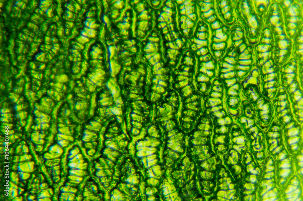 Fototapeta premium Detalle microscópico de cèlulas de musgo con clorofila