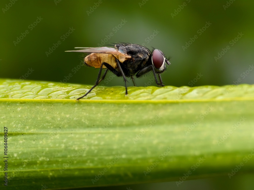Naklejka premium house fly on a leaf with a blurred background