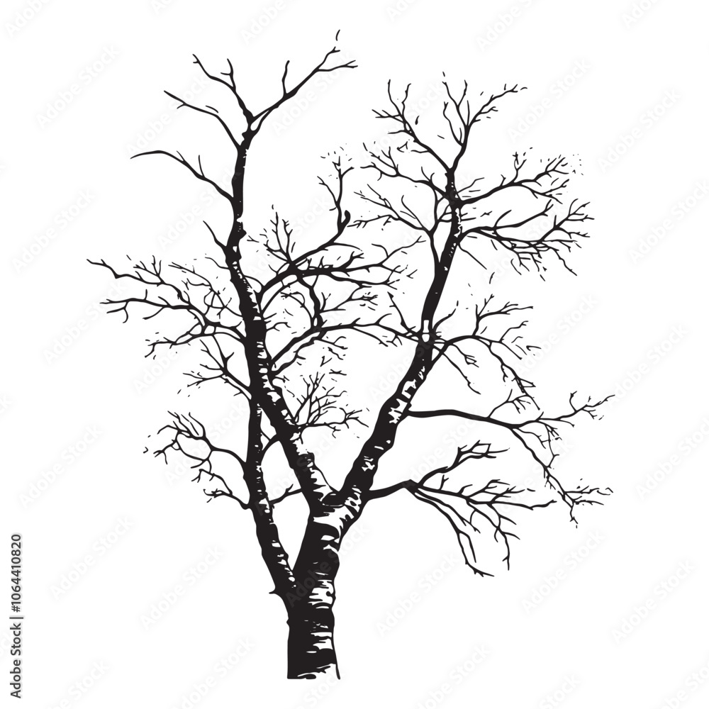 Obraz premium silhouette a Birch tree 