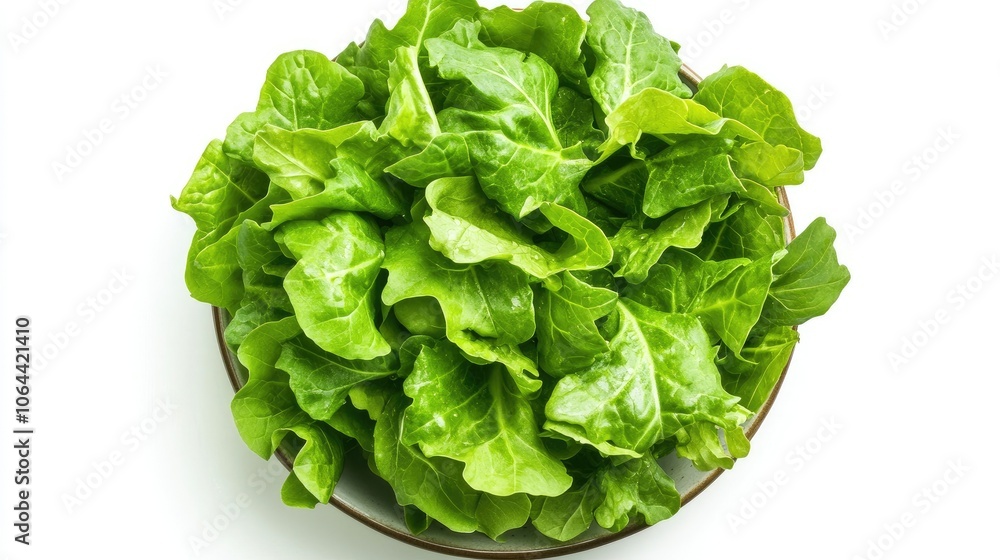 Fresh Green Lettuce in a Bowl Fresh Green Lettuce in a Bowl