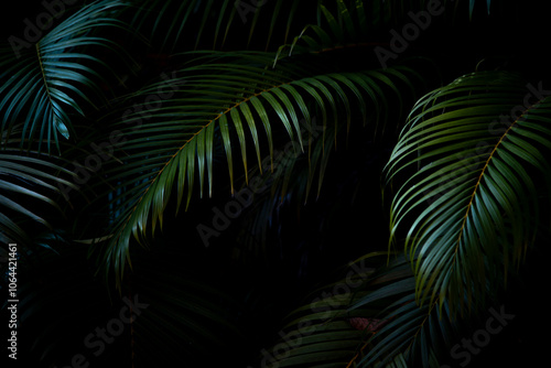 Palm leaves in dark green forest background 