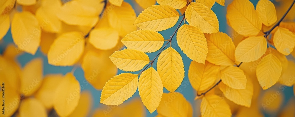 Rustling yellow fall leaves clinging to tree branches in a cool autumn breeze, yellow fall leaves, crisp autumn day Rustling yellow fall leaves clinging to tree branches in a cool autumn breeze, yellow fall leaves, crisp autumn day