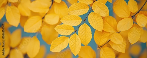 Wallpaper Mural Rustling yellow fall leaves clinging to tree branches in a cool autumn breeze, yellow fall leaves, crisp autumn day Torontodigital.ca