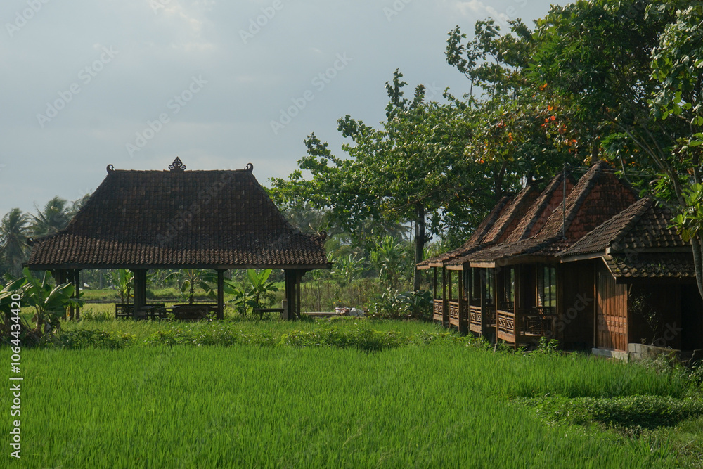 beautiful view of rice fields with traditional houses as background beautiful view of rice fields with traditional houses as background