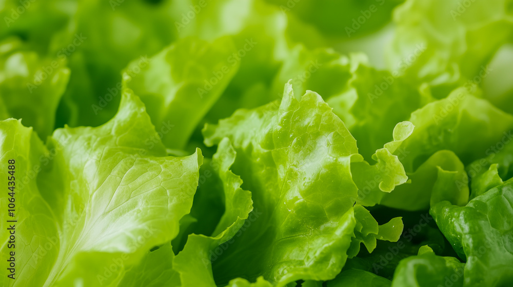Fresh lettuce closeup Fresh lettuce closeup