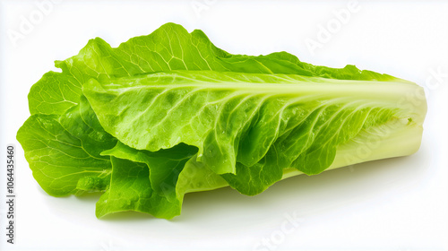 Fresh lettuce