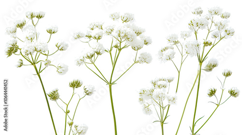 Delicate Gypsophila Flowers in Natural Light Generative AI
