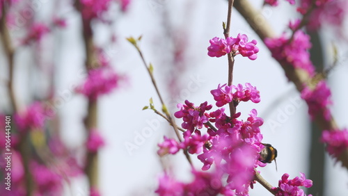 Pink Flowers On Judas Tree With Bombus Pascuorum Working. European Tsertsis. Close up. photo