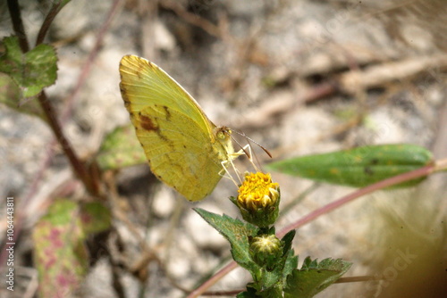 Sulphur butterfly on a yellow wildflower bud in Cotacachi, Ecuador photo