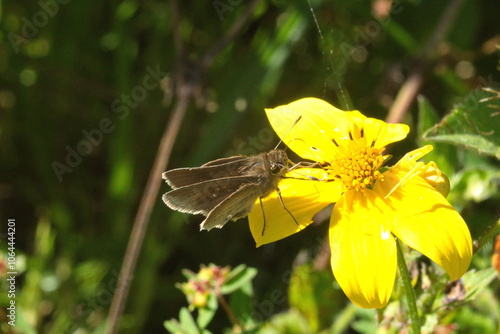 Brown skipper butterfly on a yellow wildflower in Cotacachi, Ecuador photo