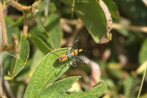 Assassin bug on a plant in a field in Cotacachi, Ecuador photo