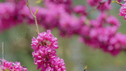 Blooming Pink Flowers Of A Judas Tree. European Tsertsis. Plant Of A Family Of Legume Tsercis Blossoms. Close up.