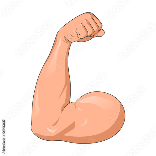 Realistic illustration of muscle, isolated on a white background. Biceps vector