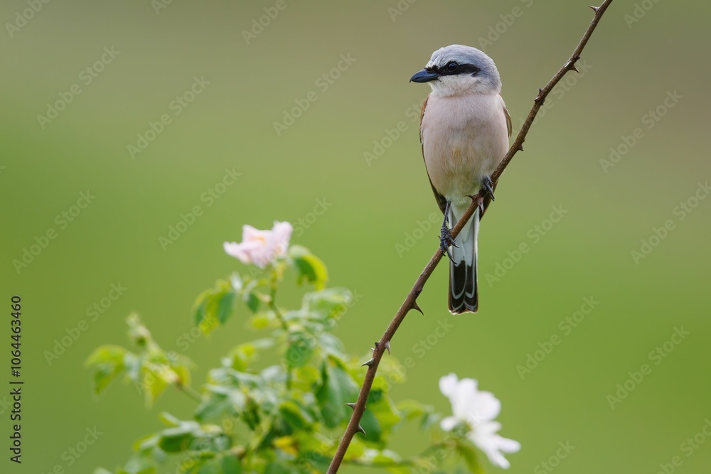 Obraz premium Bird perched on a thorny branch with wildflowers.