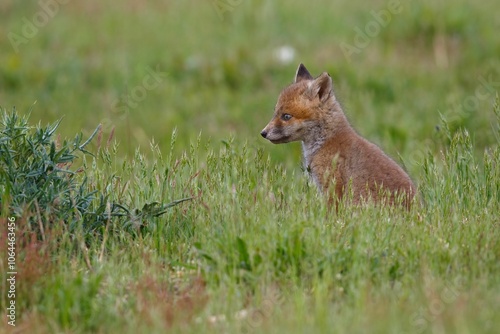 Fox Cub in a Green Meadow