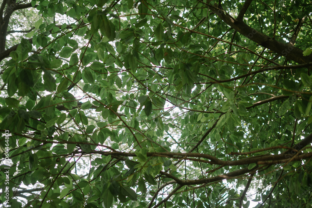 A lush Terminalia catappa (ketapang) tree with vibrant green leaves A lush Terminalia catappa (ketapang) tree with vibrant green leaves