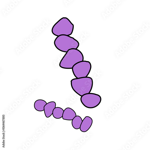 Streptococcus Pneumoniae bacteria under the microscope