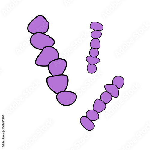 Streptococcus Pneumoniae bacteria under the microscope