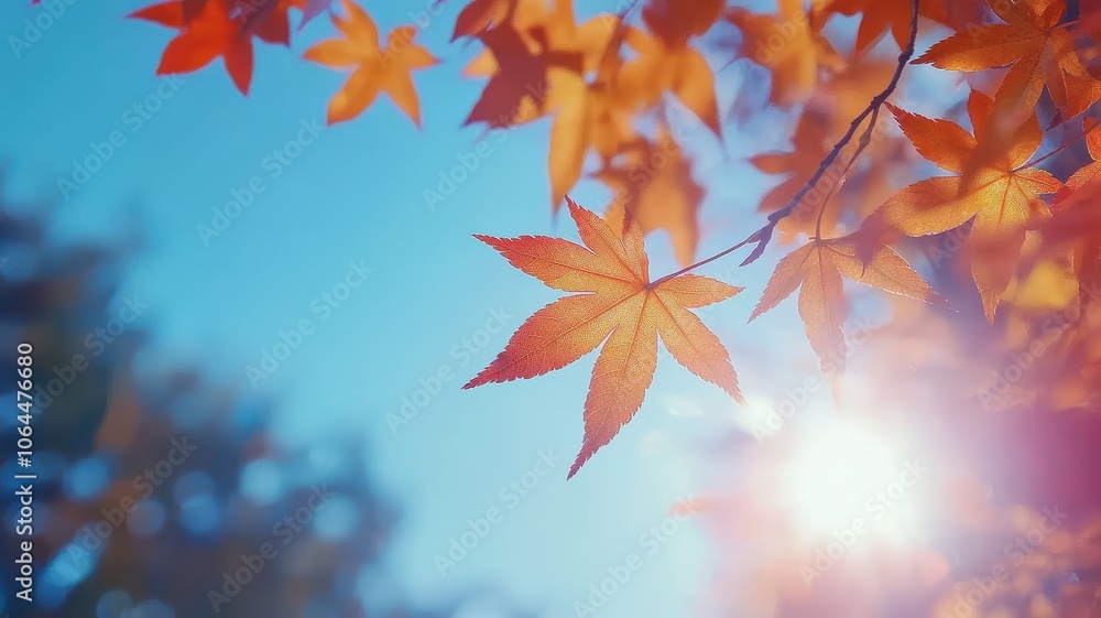Autumn background with maple leaves and bokeh,Fall blurred background, Yellow and red maple leaves are flying and falling down. Autumnal landscape.water drop on leaf,space for text. Autumn background with maple leaves and bokeh,Fall blurred background, Yellow and red maple leaves are flying and falling down. Autumnal landscape.water drop on leaf,space for text.