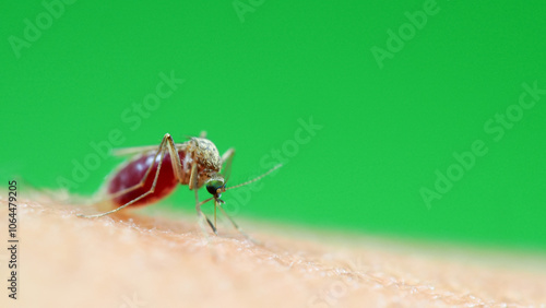 Fotografía Macro of a Culex quinquefasciatus Mosquito that is a carrier of west nile virus,