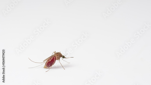 Canvas Print Macro of a Culex quinquefasciatus Mosquito that is a carrier of west nile virus,