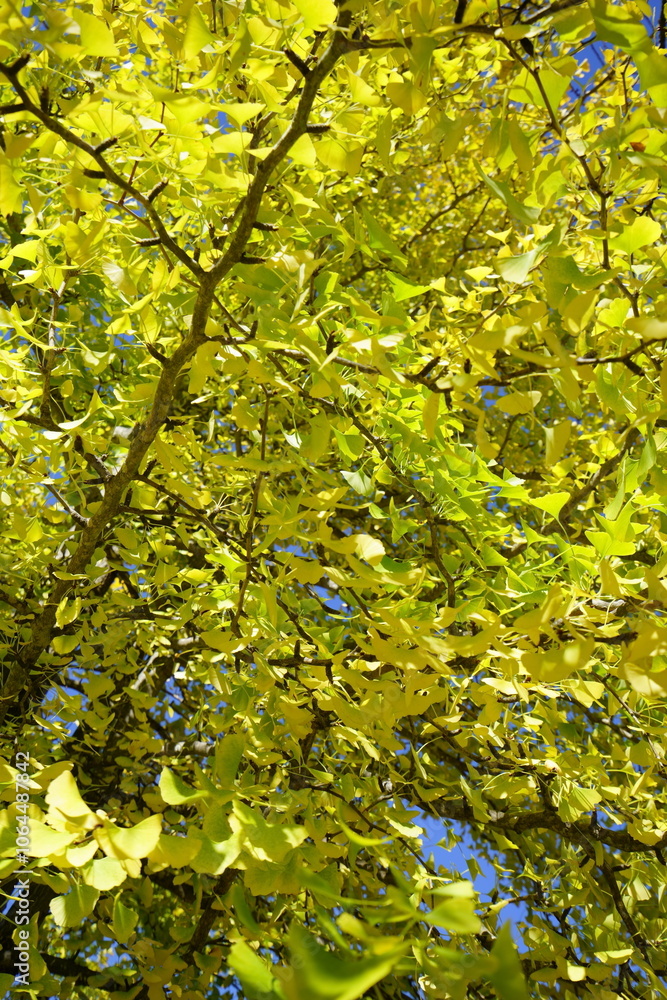 Autumn is my favourite season because of the beautiful red and yellow foliage.
Autumn is my favourite season because of the beautiful red and yellow foliage.