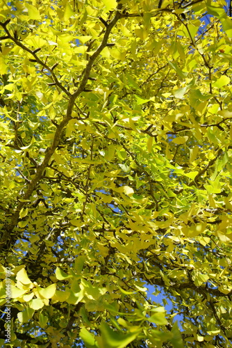 Autumn is my favourite season because of the beautiful red and yellow foliage. 