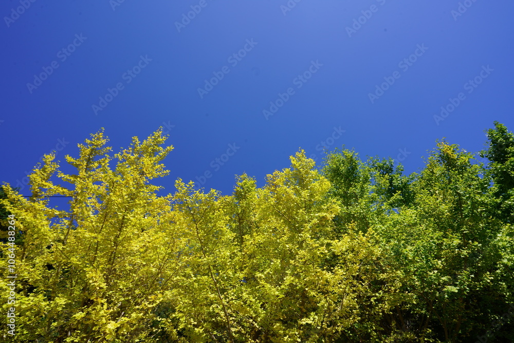 Autumn is my favourite season because of the beautiful red and yellow foliage.
Autumn is my favourite season because of the beautiful red and yellow foliage.