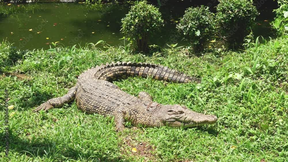 Crocodiles Bask In The Sun On The Grass By The Pond Crocodiles Bask In The Sun On The Grass By The Pond