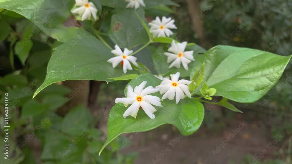 Night jasmine, Seuli or Shefali flower is symbol flower of saradiya or Durga Puja festival in autumn season. Night jasmine, Seuli or Shefali flower is symbol flower of saradiya or Durga Puja festival in autumn season.