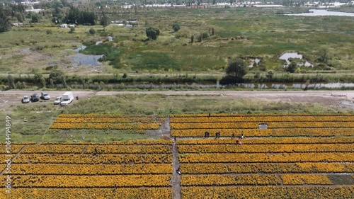 Aerial Shot Of Farmers Cultivating Mexico Cempasuchitl Flowers Day Of Death Near Lake, Xoxhimilco photo