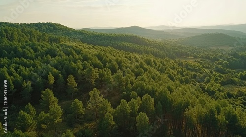 Aerial view on green pine forest 