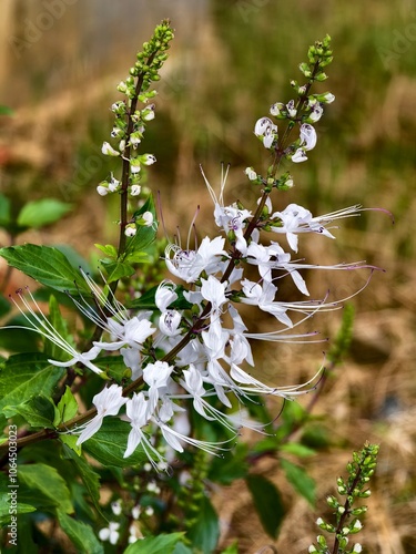 orthosiphon aristatus flower in the morning photo