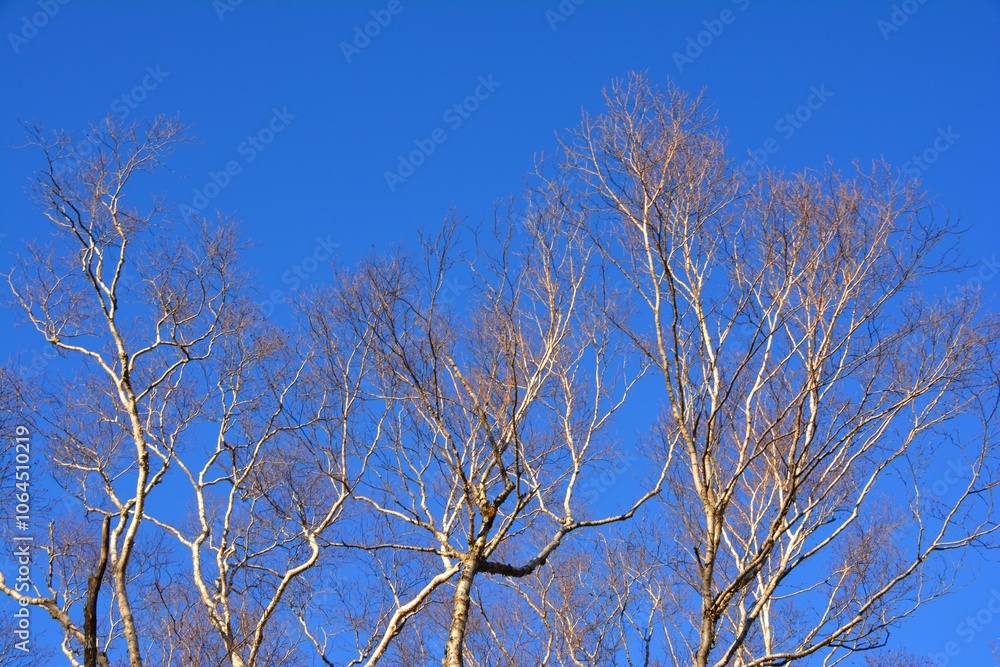 青空と晩秋の木々 青空と晩秋の木々