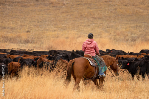 Cowgirl on cutting horse moving livestock on the ranch to be shipped