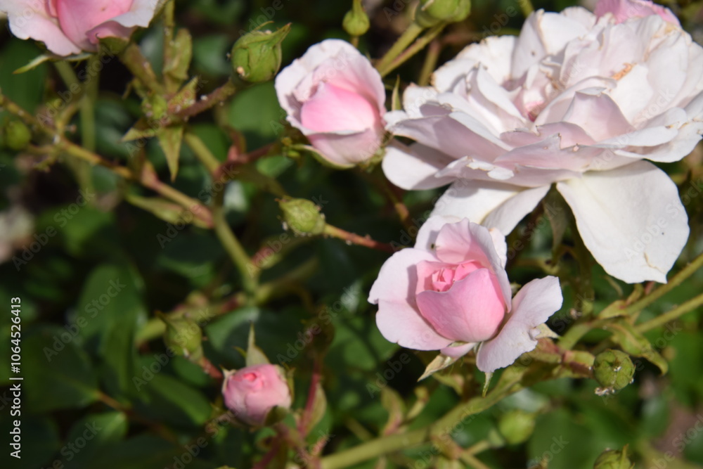 Obraz premium rose garden flowers