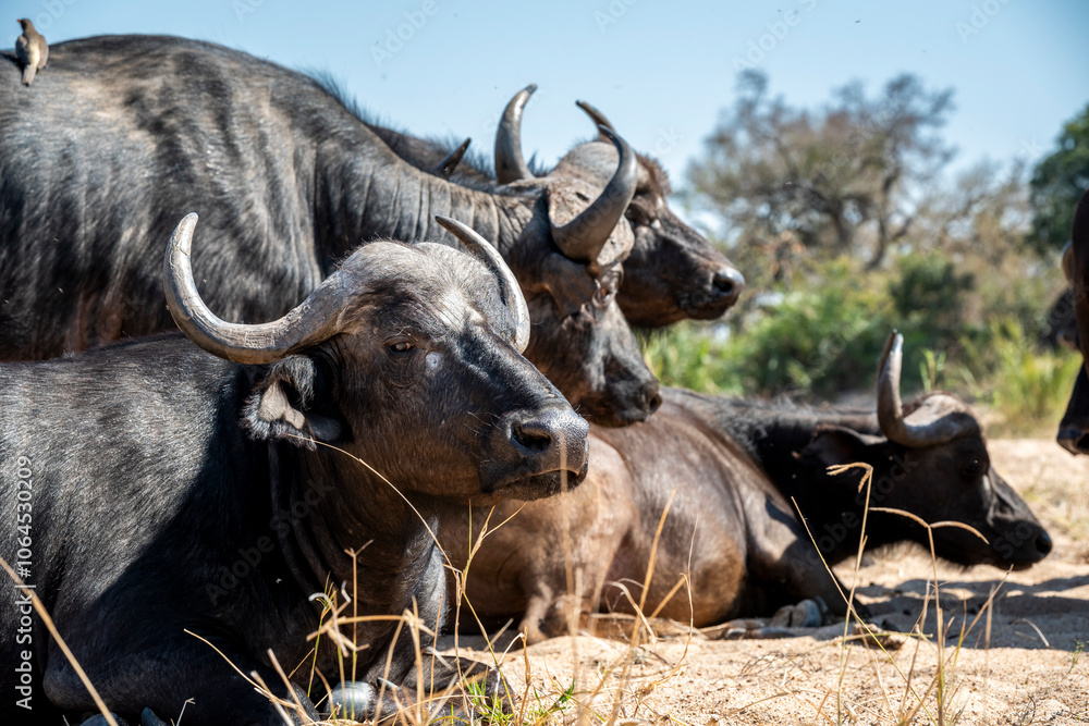 The African buffalo, Syncerus caffer, is a formidable herbivore native to the diverse landscapes of sub-Saharan Africa. These bovines, often referred to as Cape buffalo, Syncerus caffer caffer. The African buffalo, Syncerus caffer, is a formidable herbivore native to the diverse landscapes of sub-Saharan Africa. These bovines, often referred to as Cape buffalo, Syncerus caffer caffer.