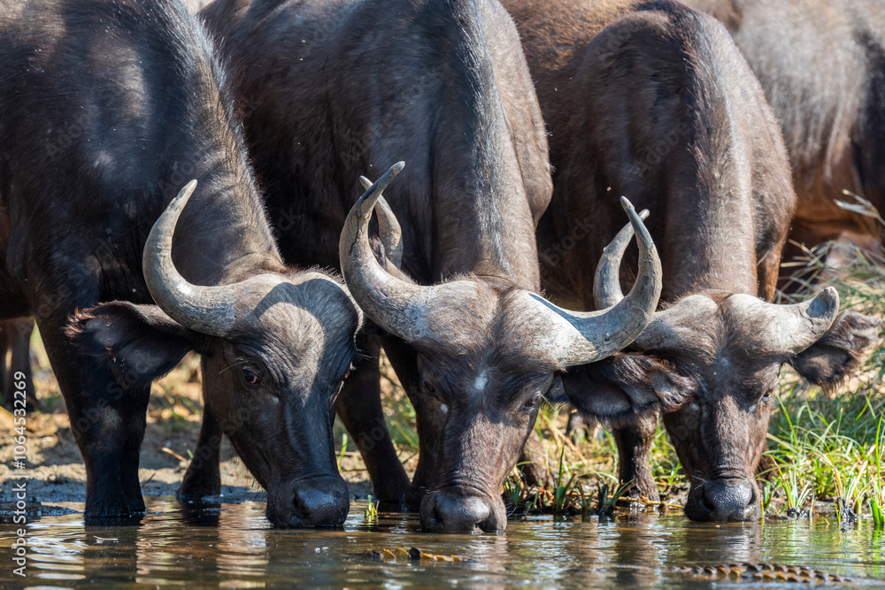 The African buffalo, Syncerus caffer, is a formidable herbivore native to the diverse landscapes of sub-Saharan Africa. These bovines, often referred to as Cape buffalo, Syncerus caffer caffer. The African buffalo, Syncerus caffer, is a formidable herbivore native to the diverse landscapes of sub-Saharan Africa. These bovines, often referred to as Cape buffalo, Syncerus caffer caffer.