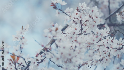 Nature Background. Beautiful Decorative Tree. Purple Leaf Plum. Purple Leaf Plum Blossoms Blooming.