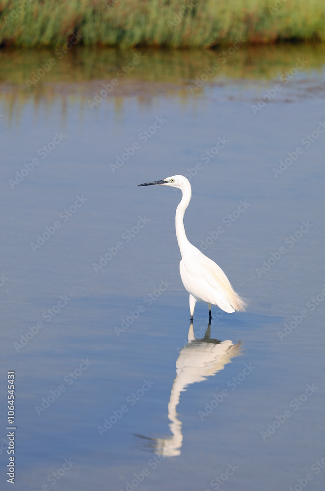 white Bird called little egret or heron or GARZETTA in italian langauge with long neck in the pond in summer white Bird called little egret or heron or GARZETTA in italian langauge with long neck in the pond in summer