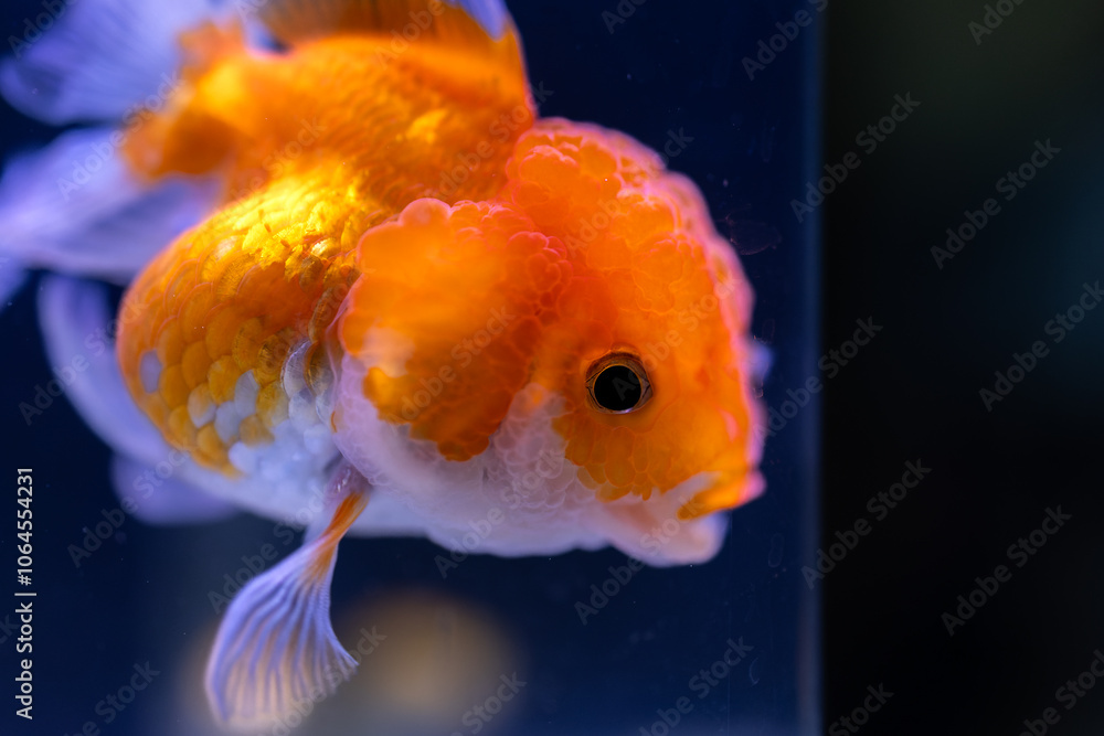 Close-up image of Goldfish in aquarium Close-up image of Goldfish in aquarium