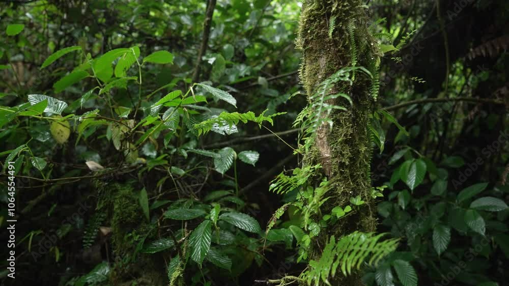 Detalle de un tronco cubierto de musgo y helechos bajo la lluvia en un bosque tropical húmedo Detalle de un tronco cubierto de musgo y helechos bajo la lluvia en un bosque tropical húmedo