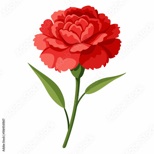 Carnation flower vector illustration on a white background